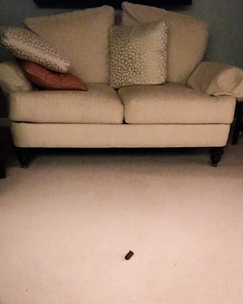 Poop on carpet. iPhone SE