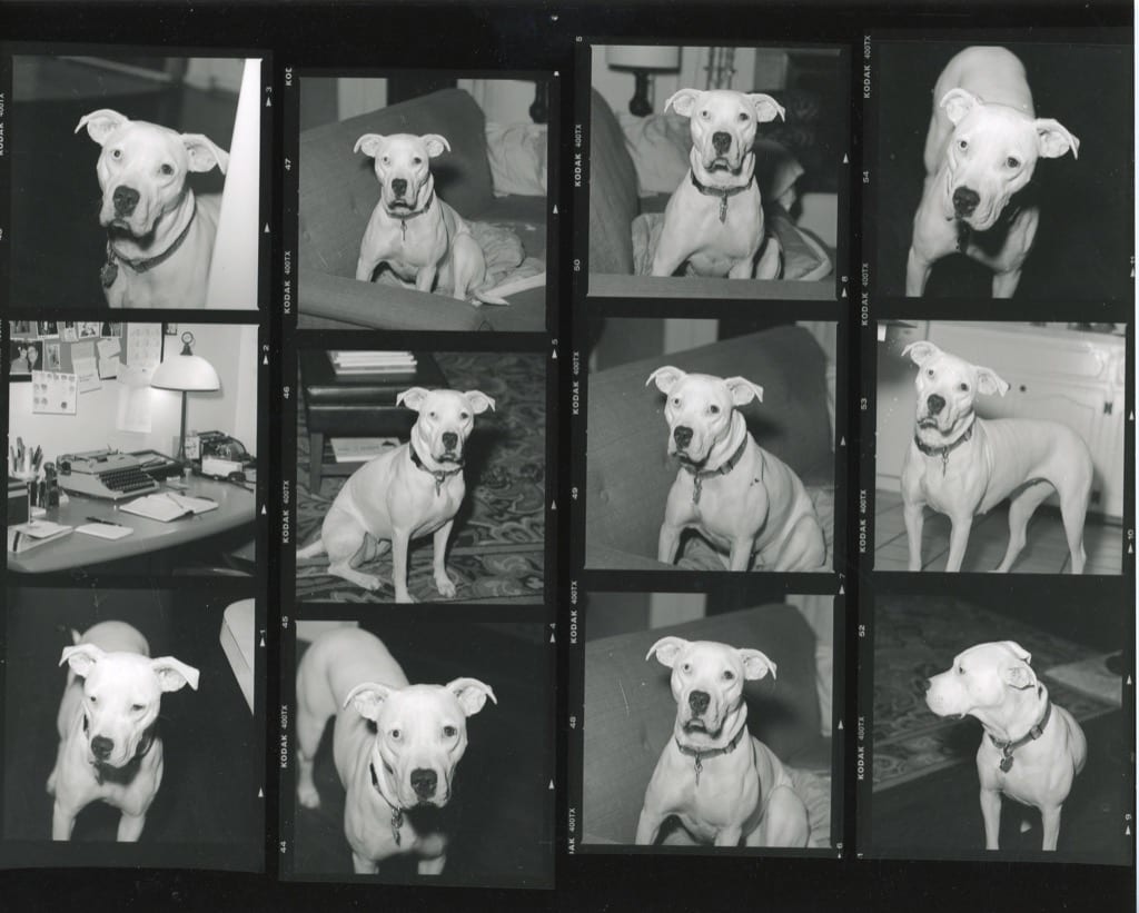 Josie contact sheet. Tri-x, shot with the Hasselblad